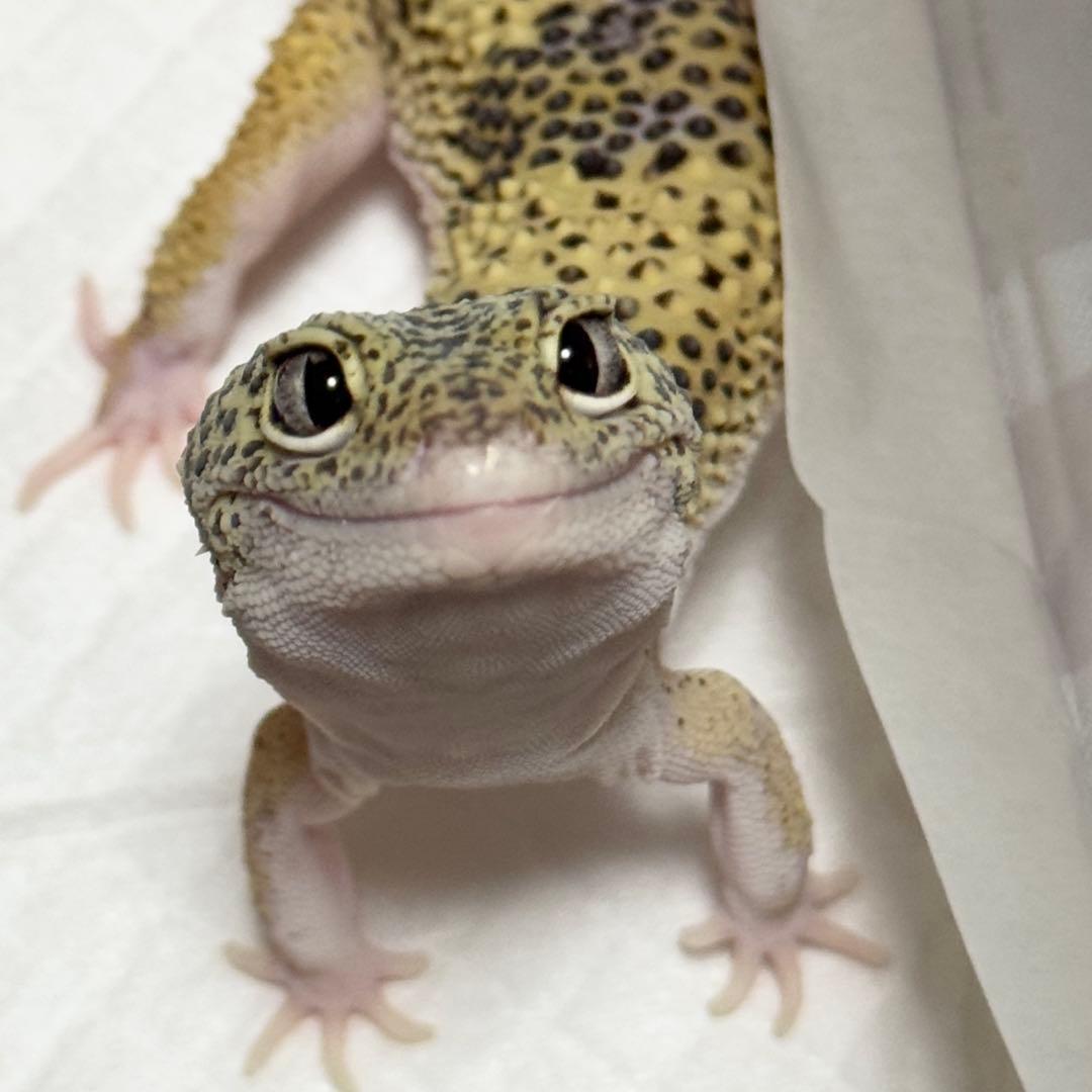 ゆこ