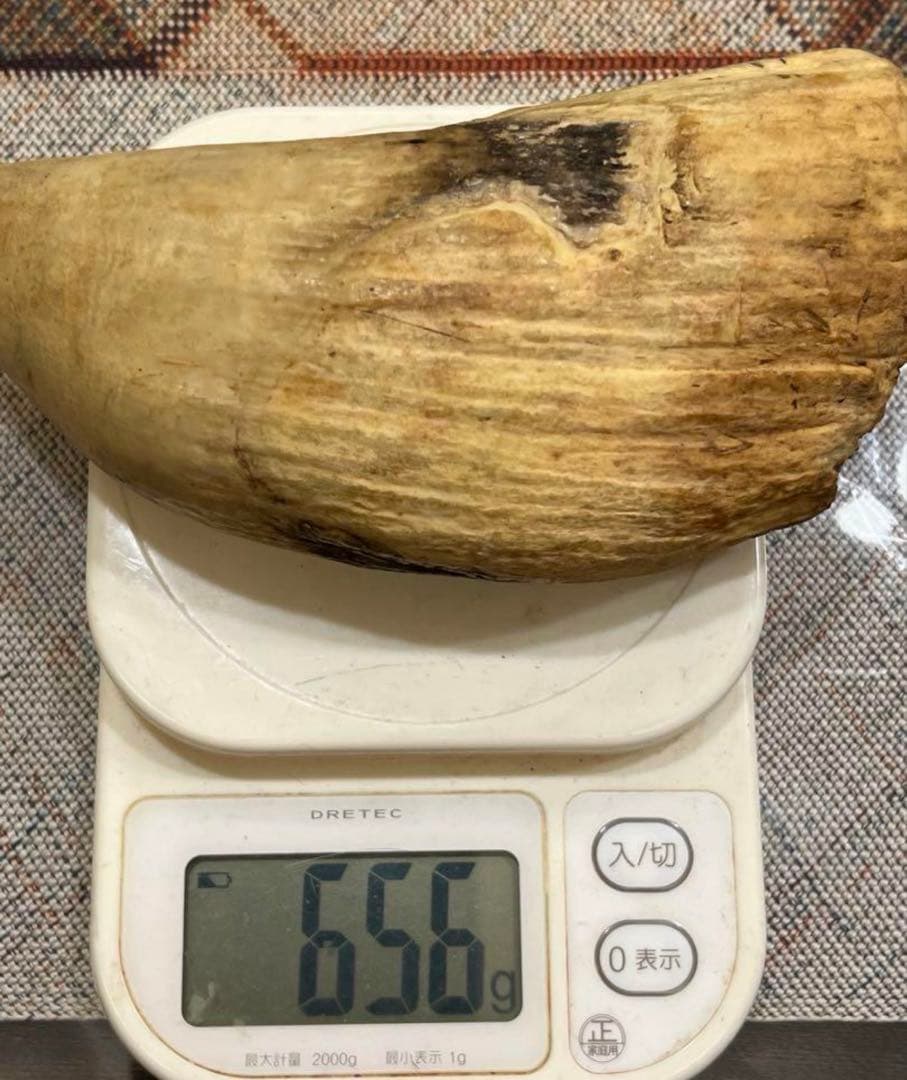 極上 抹香鯨 鯨歯 マッコウクジラの歯 彫刻材 根付