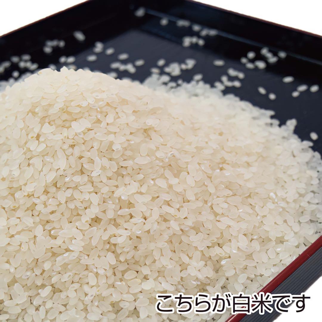 農家直送 令和７年産 秋田県産あきたこまち 特別栽培米【白希】１５kg