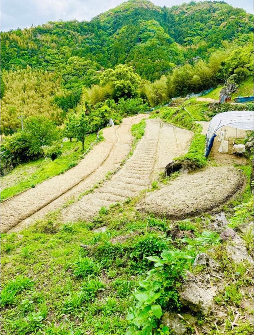 【農薬不使用】新生姜 【露地栽培】24時間以内発送 掘りたて 生姜 無農薬