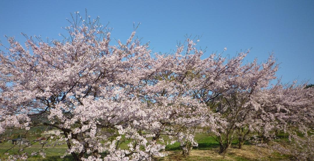 安心の日本みつばち 芳醇糖度81％優良品 非加熱 春はちみつ1,100ｇ