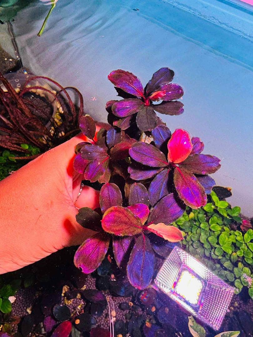 ブセファランドラ レッドクリスタル（大小ミックス）10株