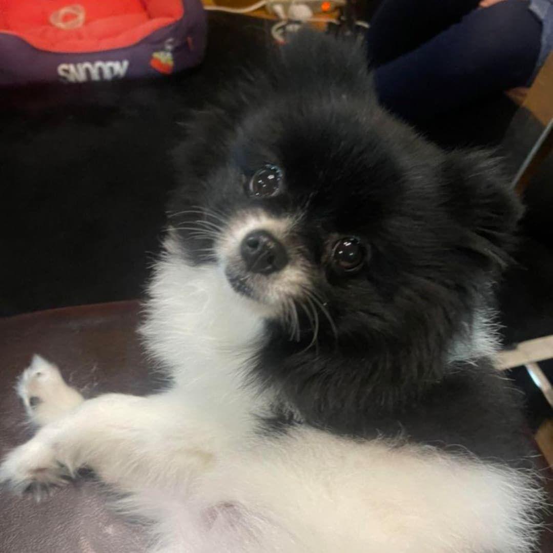 ポメラニアン 白黒確認用です